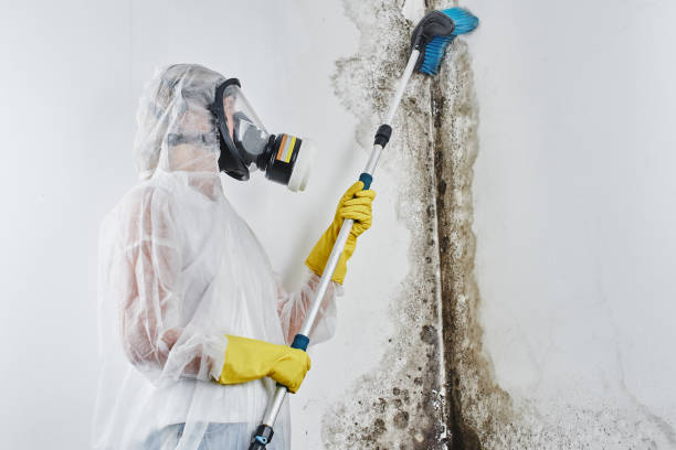 Best Mold Cleaning Services  in Guin, AL