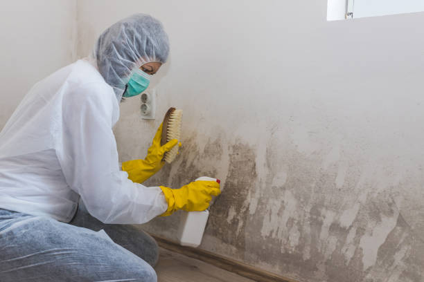 Best Water Damage Restoration  in Guin, AL