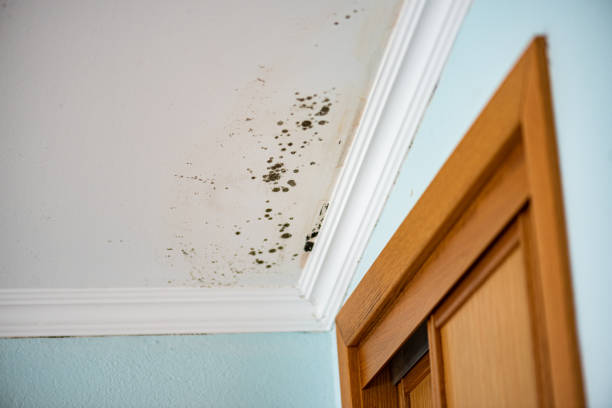 Best Mold Testing  in Guin, AL