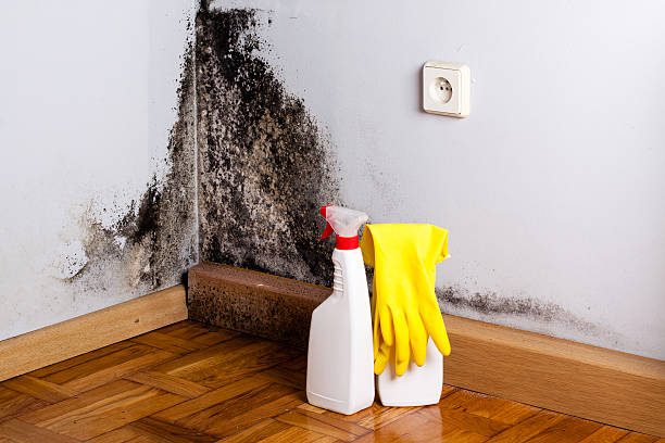 Office Mold Removal Services in Guin, AL